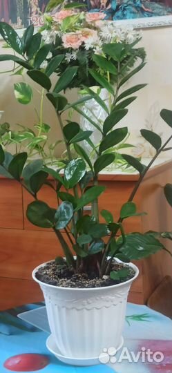 Денежное дерево толстянка