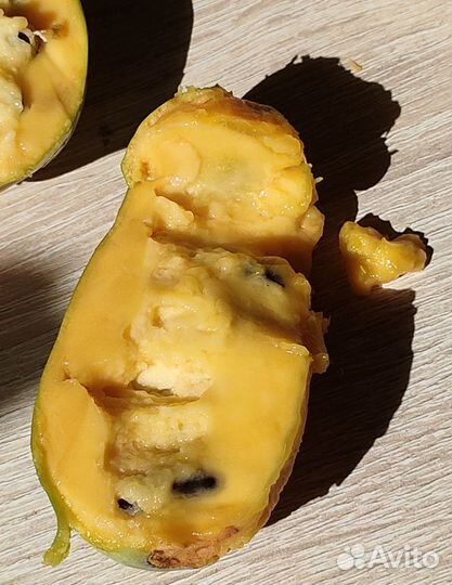 Азимина саженцы