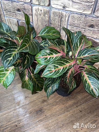 Аглаонема дримкетчер