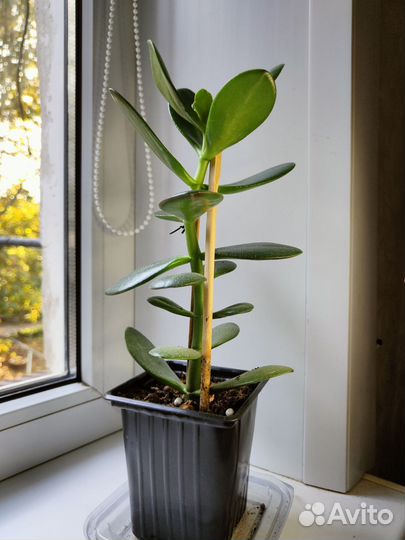 Денежное дерево крассула