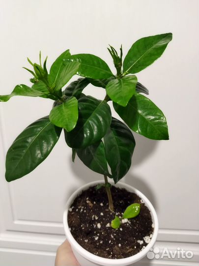 Гардения жасминовидная