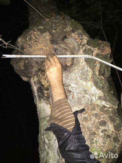 Кап березовый