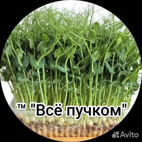 Микрозелень