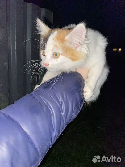 Кошка в дар бесплатно