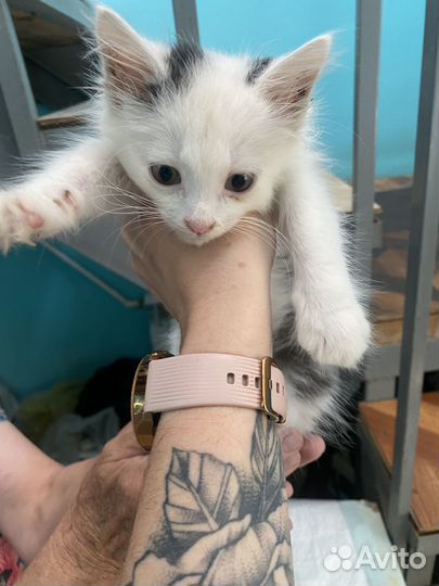 Котик бесплатно