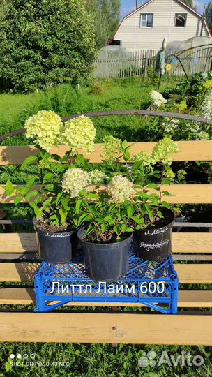 Гортензии м.Кендл, Л.Лайм, Полар Бир, Ванилла и др