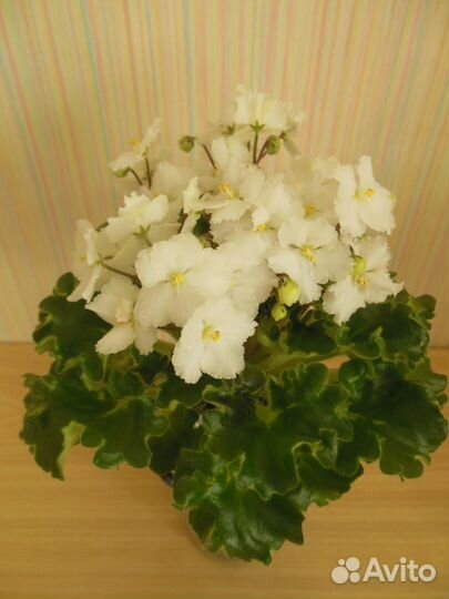 Цветущие фиалки