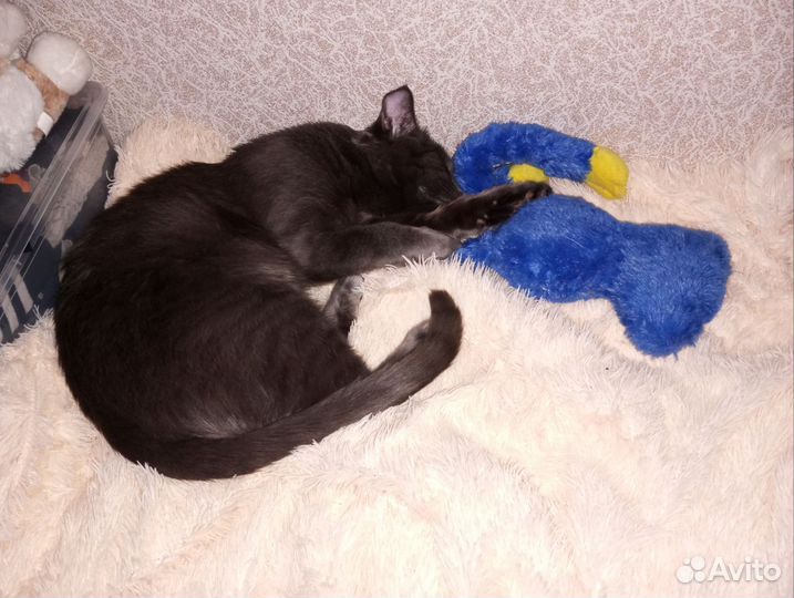 Квартирная Передержка котов и кошек