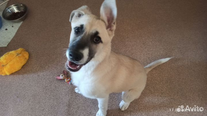 Щенок в добрые руки