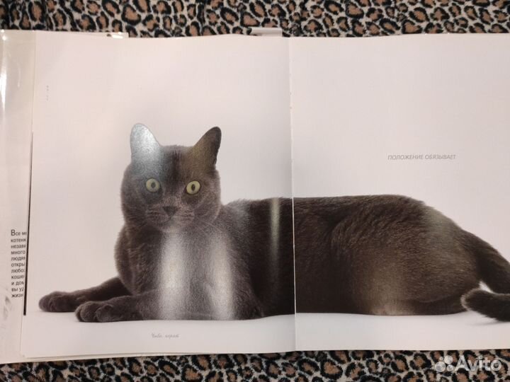 Книга о кошках