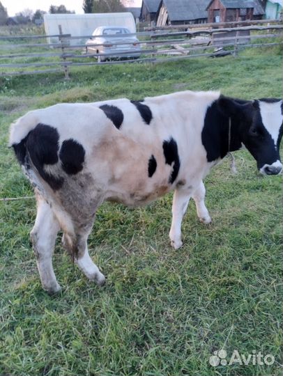 Продам тёлок 9 месяцев