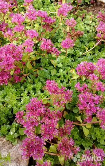 Многолетники