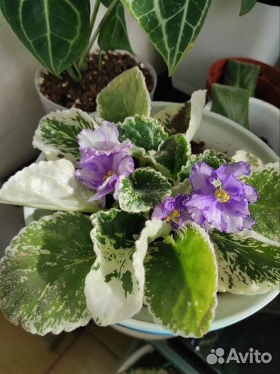 Детки сортовых фиалок