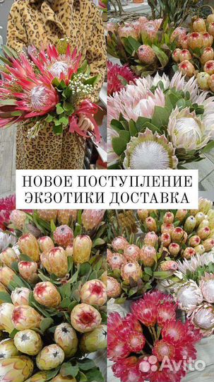 Цветы Экзотика Протея
