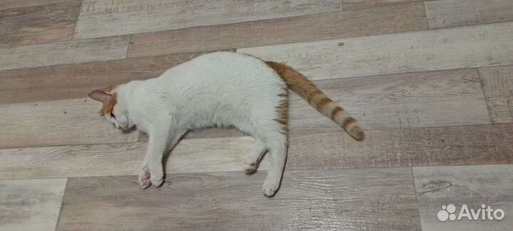 Котик ищет дом