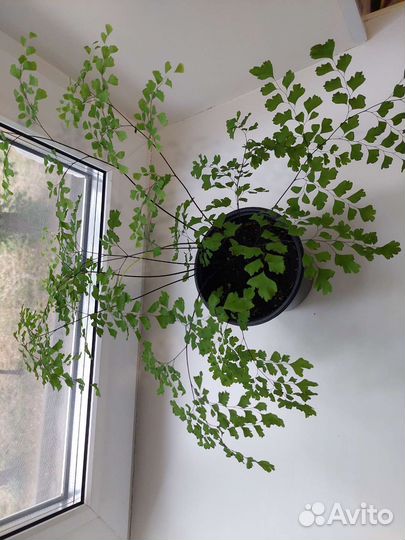 Адиантум венерин волос