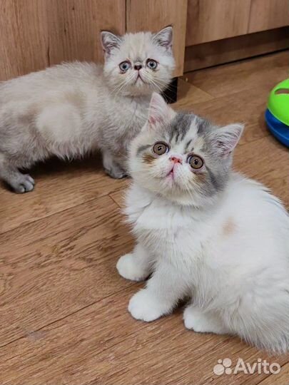 Котята