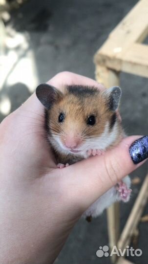 Сирийский хомяк