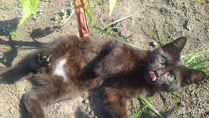 Котик в добрые руки