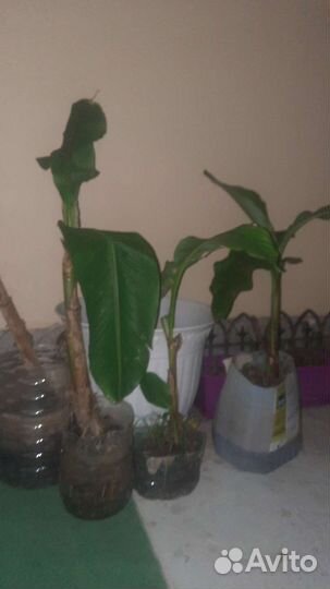 Пальма банановая