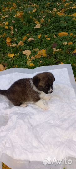 Щенки корги