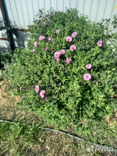 Октябринки, жёлтая метелка (золотарник)