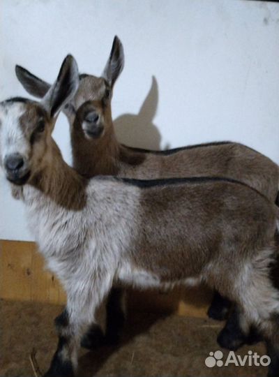 Альпийские козлята