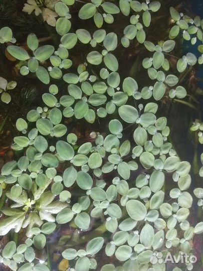 Водоросли, рыбки