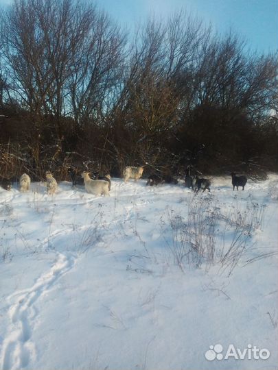 С/животные, продукты питания