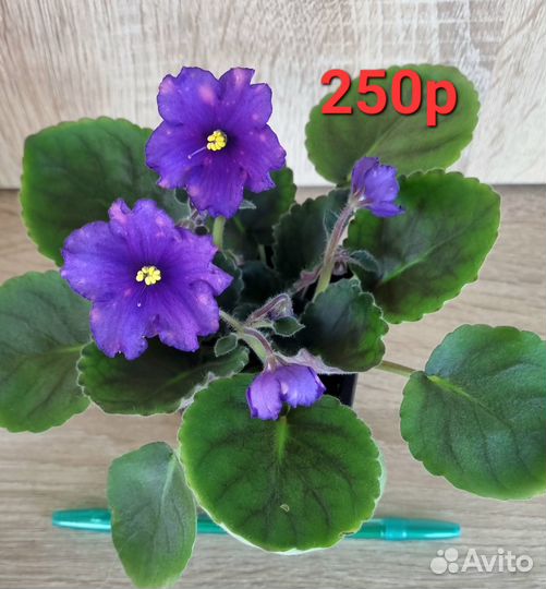 Фиалки цветущие