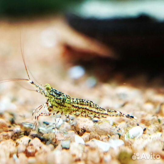 Креветки,улитки сулавеси