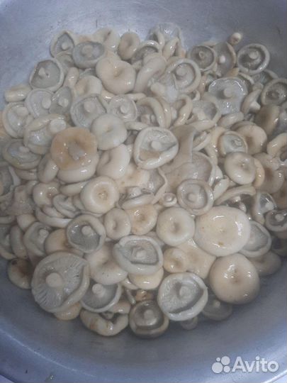 Продам грибы грузди