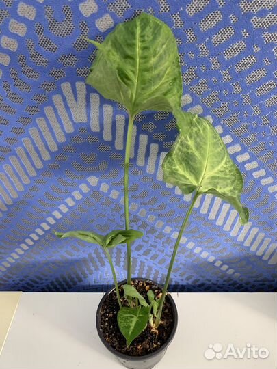 Сингониум батерфляй