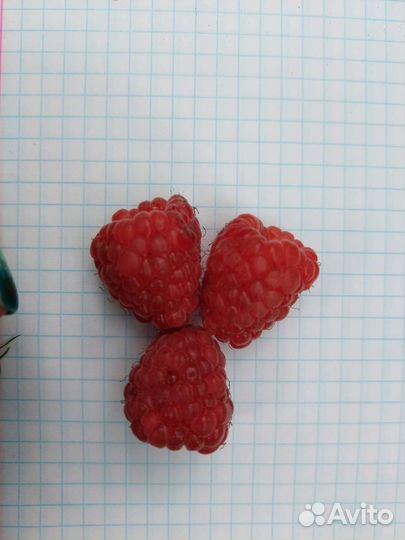 Саженцы малины