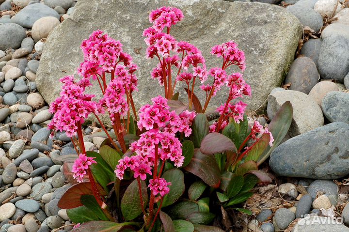 Бадан гибридный