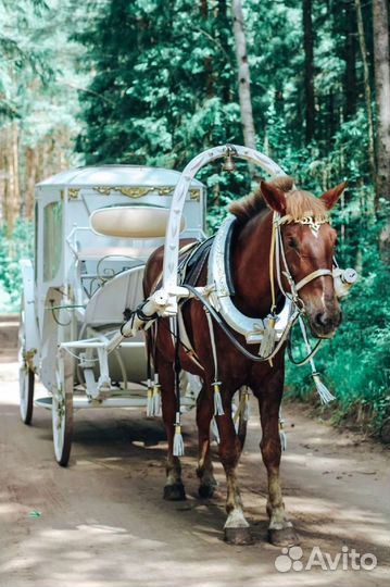 Карета для лошади