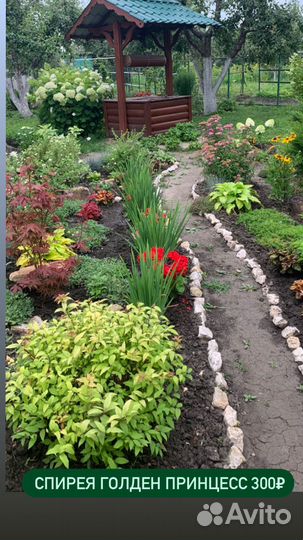 Многолетники Саратов