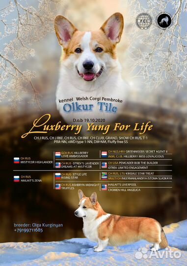 Вельш-корги пемброк вязка