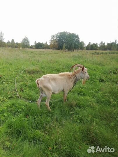 Козел на вязку