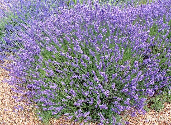 Продам лаванду