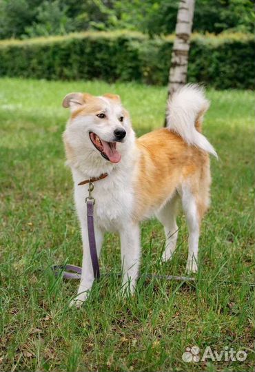 Красавец Шанхай в добрые руки