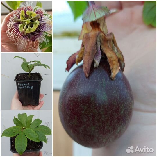 Пассифлора сьедобная, плодовая маракуя