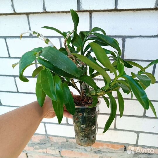 Дендробиум 2 вида