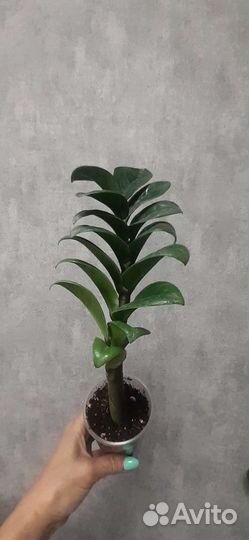 Замиокулькасы Черный равен и Зензи