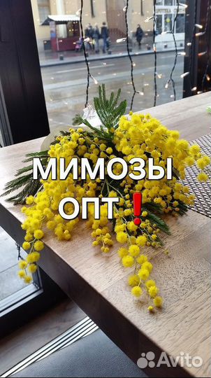 Мимозы оптом к 8 марта Москва