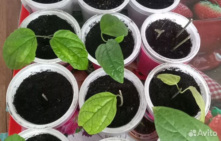 Клеродентрум Томсона комнатные растения