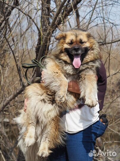 Собака, пес Джек