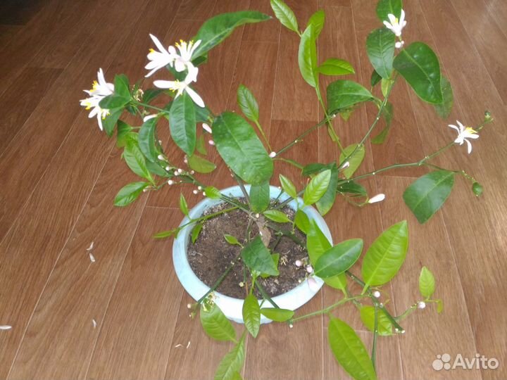 Продам комнатные плодоносящие Лимоны