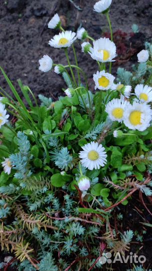 Маргаритки, фиалка садовая