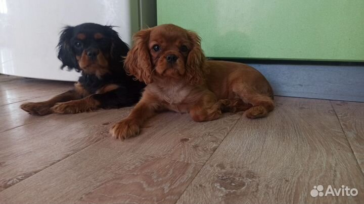 Кавалерчики